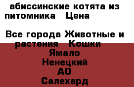 абиссинские котята из питомника › Цена ­ 15 000 - Все города Животные и растения » Кошки   . Ямало-Ненецкий АО,Салехард г.